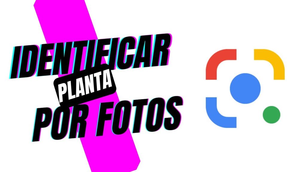 Como identificar plantas por fotos com o google lens 1