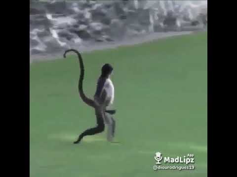 Como usar o madlipz app de videos conhecido pelo meme do macaco 1