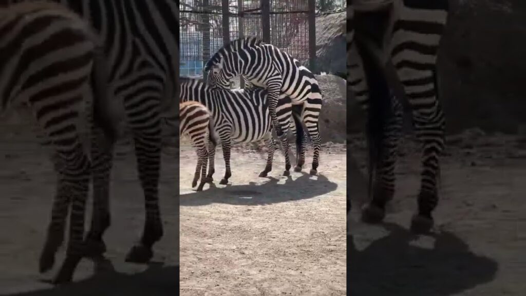 Como fazer um safari virtual no google earth e ver animais selvagens 1